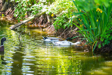 some ducks from Anas platyrhynchos  swim on a small pond and enjoy the beautiful weather