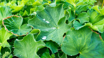 Fototapeta premium Floating water on leaves