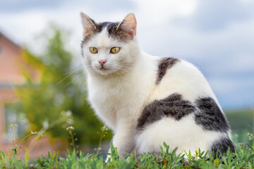 White spotted domestic cat sitting on the grass in the garden