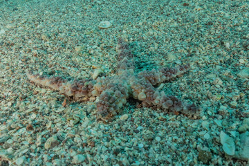Starfish On the seabed in the Red Sea, eilat israel
