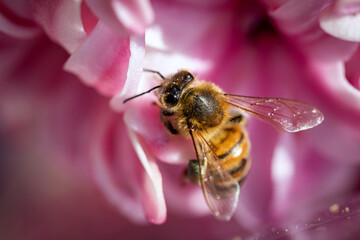 Bee on a spring flower collecting pollen and nectar