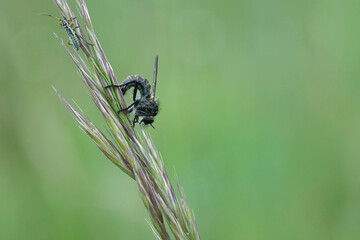 Nahansicht einer Tanzfliege
