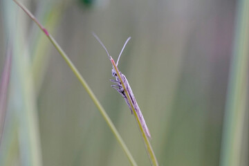 Nahansicht eines wei&szlig;en Grasz&uuml;nsler