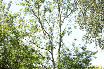 green leaves of the sky