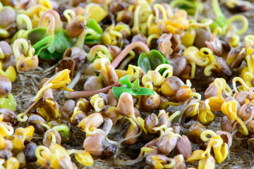 fresh micro greens seeds and green young radish sprouts healthy eating vegan diet