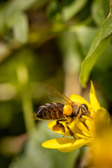 Bee on a spring flower collecting pollen and nectar