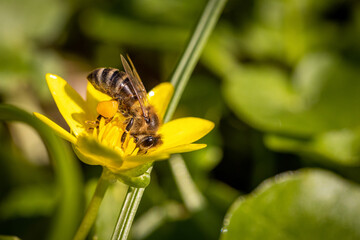 Bee on a spring flower collecting pollen and nectar