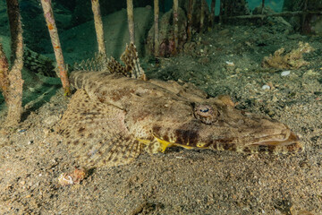 Fish swim in the Red Sea, colorful fish, Eilat Israel
