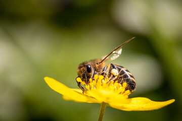 Bee on a spring flower collecting pollen and nectar