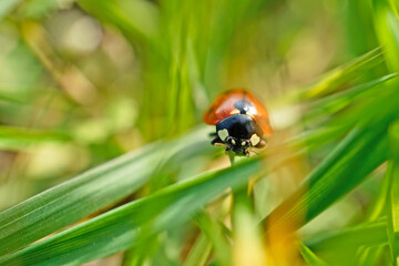 Marienkäfer auf einem Grashalm