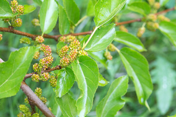Organic juicy ripening mulberries on a branch with blurry green leaves. Bunch of unripe mulberry berries.