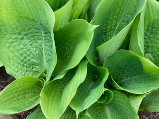Obraz premium close up of green hosta leaves