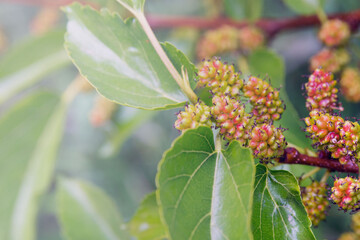 Organic juicy ripening mulberries on a branch with blurry green leaves. Bunch of unripe mulberry berries.