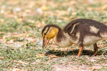Mallard chick, wild duck (Stockente, Anas platyrhynchos)
