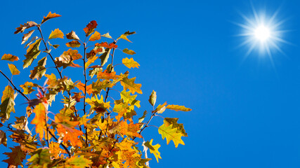 Oak branches with colorful autumn leaves on a background of blue sky with bright sun. Copy space
