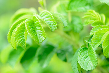 Fresh spring green leaves of garden plant Macro shot background