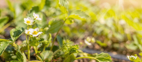 Beautiful spring strawberry flowers. Green field with white strawberry. Closeup of spring flowers on the ground
