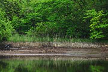 新緑の沼