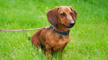 Merry dog dachshund on a green lawn. Red-haired pet on a walk, hunting dog in the forest on green grass