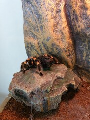 the spider in the terrarium (Brachypelma Smithi), tarantula spider, Mexican poisonous spider