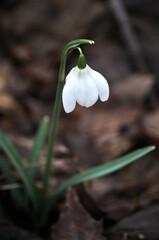 The Little White Snowdrop Flower