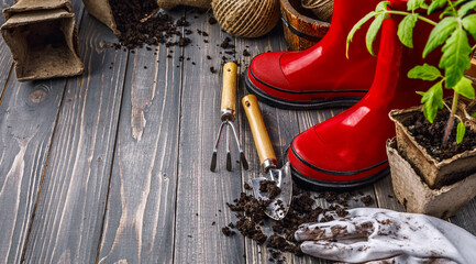 Gardening tools with soil red boots and seedlings tomato on wooden board in rustic style. Copyspace...