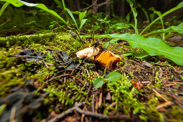 chanterelle mushrooms in the forest