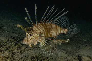 Lion fish in the Red Sea colorful fish, Eilat Israel
