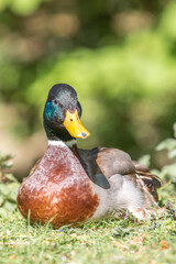 Male Mallard, wild duck (Stockente, Anas platyrhynchos)