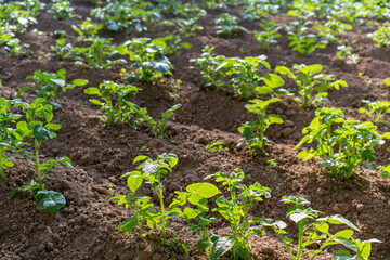 Green potato sprouts in the ground