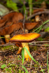 mushroom in the forest
