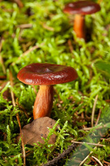 mushroom in the moss