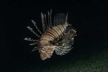 Lion fish in the Red Sea colorful fish, Eilat Israel
