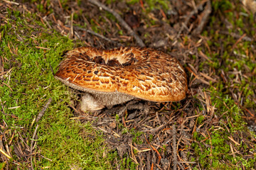 hedgehog mushrooms in the forest