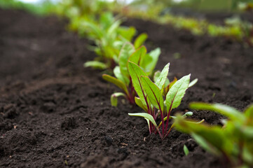 A row of young shoots of red beet. Agricultural beet plantation in the morning. Selective focus.