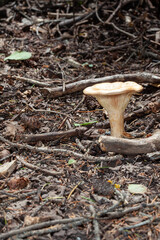 mushroom in the forest