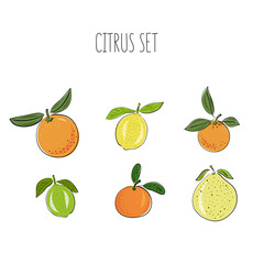 Fototapeta na wymiar Set of hand drawn vector citrus, lemon, orange, lime, pomelo, tangerine and grapefruit fruits on light background. Sketch illustrashion.