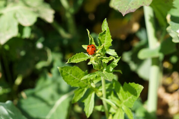 seven-spotted ladybug on a green leaf
