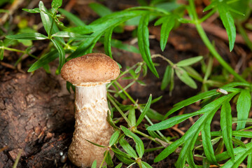 mushroom in the grass