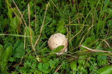 The destroying angel (Amanita bisporigera) mushroom