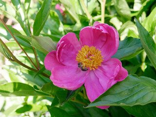 Obraz na płótnie Canvas Close-up of pink flowering perennial peony (Paeonia lactiflora). A wild bee in search of nectar.