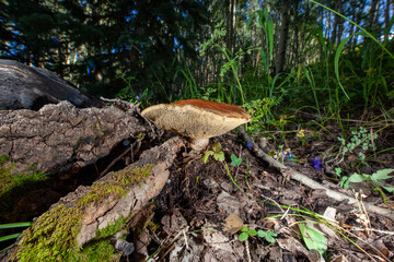 giant bolete mushroom in the forest