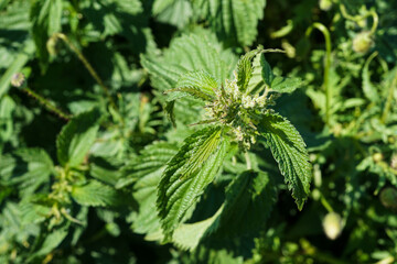 A stinging nettle seen from above