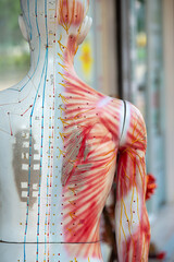 Medical training dummy with channels and points for acupuncture treatment. High quality photo