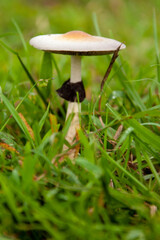 mushroom in the grass