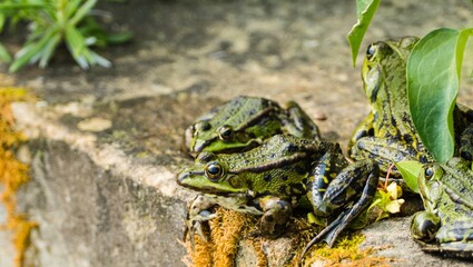 Frosch vor dem Sprung 