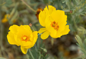 Closeup of two yellow Mexican Tulip Poppies in a flower bed
