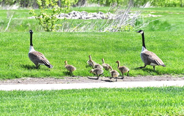 Geese Crossing Sidewalk