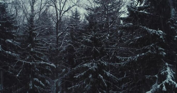 Aerial flyover frozen snowy spruce forest