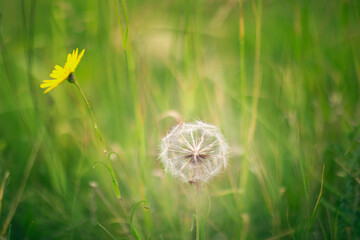 dandelion on green grass